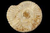 Perisphinctes Ammonite - Jurassic #100259-1